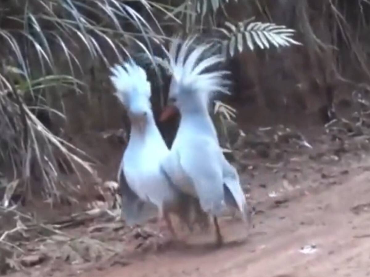 VIDEO | El increíble encuentro de dos raras aves en peligro de extinción
