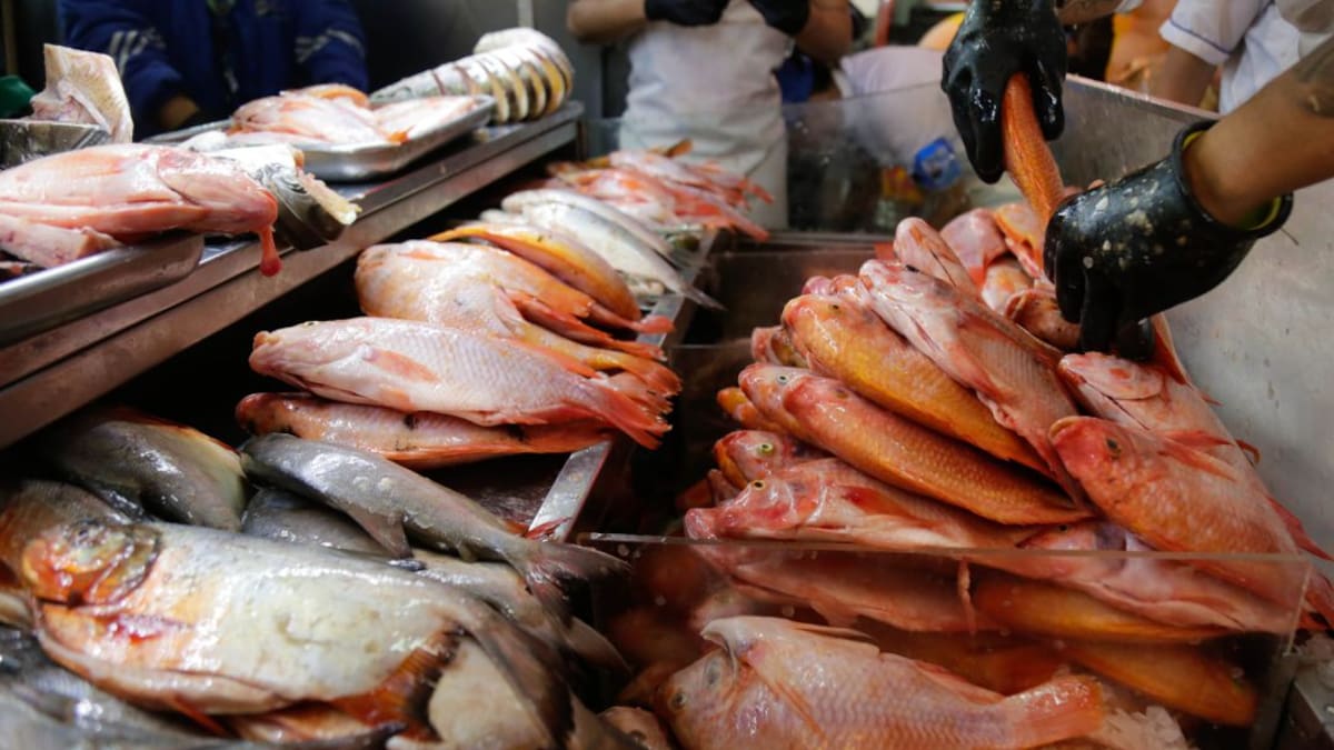 ¿Consume pescado en Semana Santa? Tenga en cuenta estas recomendaciones