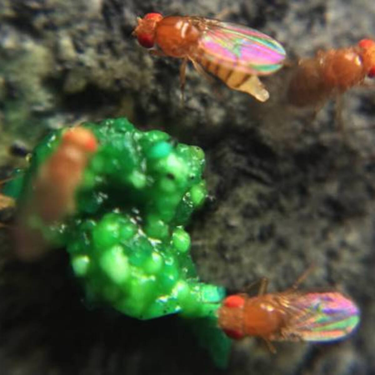 Así es “el olor de la mosca” que ganó el premio Ig Nobel 2018