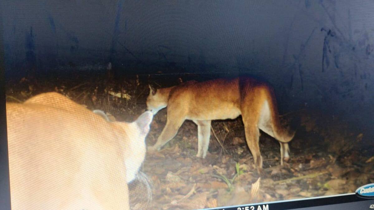 Comunidad alerta que dos pumas merodean en zona rural de Yondó
