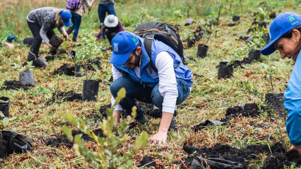 Un salvavidas para el amenazado bosque andino