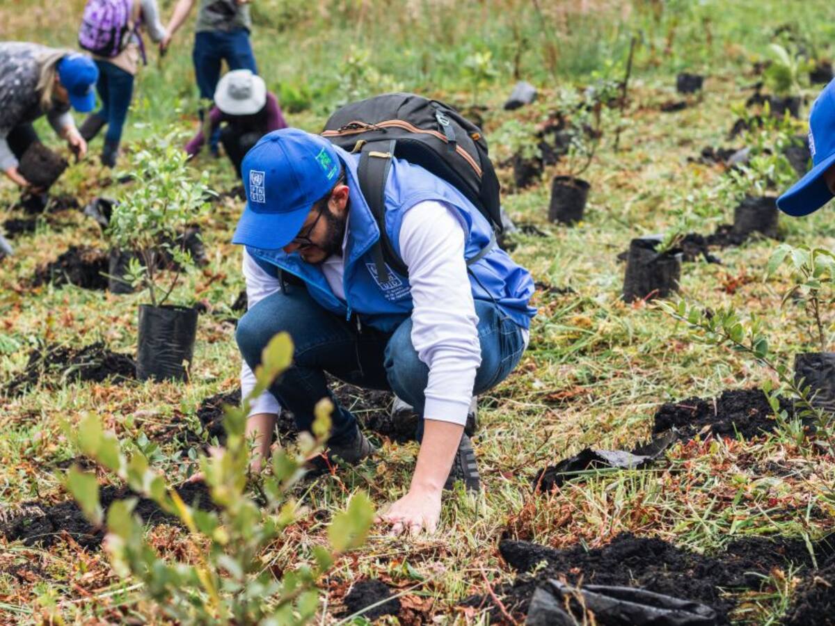 Un salvavidas para el amenazado bosque andino