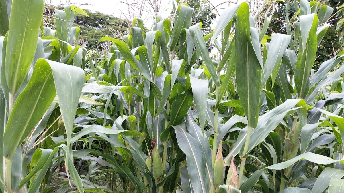 “En Córdoba no hay maíz biche debido a las recientes inundaciones”: comerciante de Montería