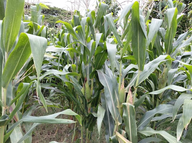 Cultivos de maíz. Foto: La W/Claudia Hernández.