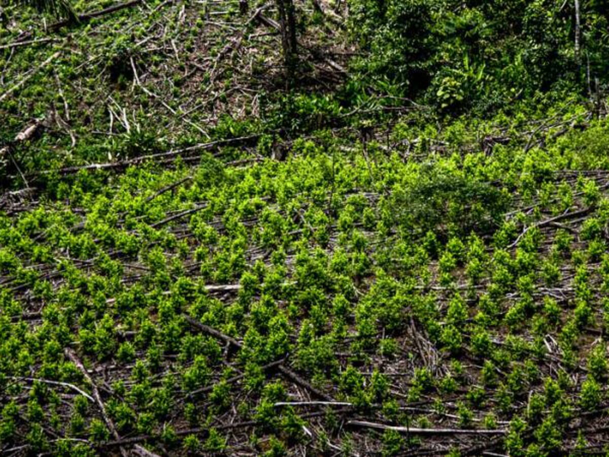 Sí a erradicación de cultivos ilícitos si Gobierno cumple: campesinos