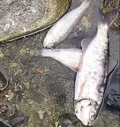 El 7 de julio se reportó mortandad de peces en Quebradanegra en Calarcá, Quindío. Foto: Cortesía Facebook, Néstor Ocampo