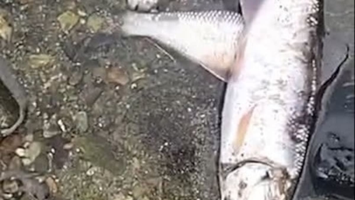 Denuncia: contaminación, malos olores, mortandad de peces en zona rural de Calarcá, Quindío