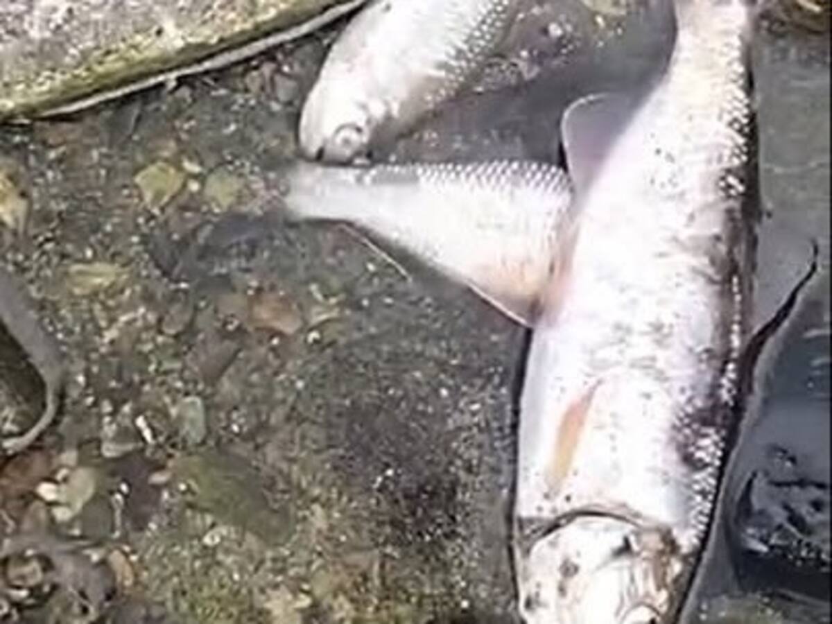 Denuncia: contaminación, malos olores, mortandad de peces en zona rural de Calarcá, Quindío