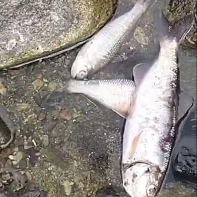 El 7 de julio se reportó mortandad de peces en Quebradanegra en Calarcá, Quindío. Foto: Cortesía Facebook, Néstor Ocampo