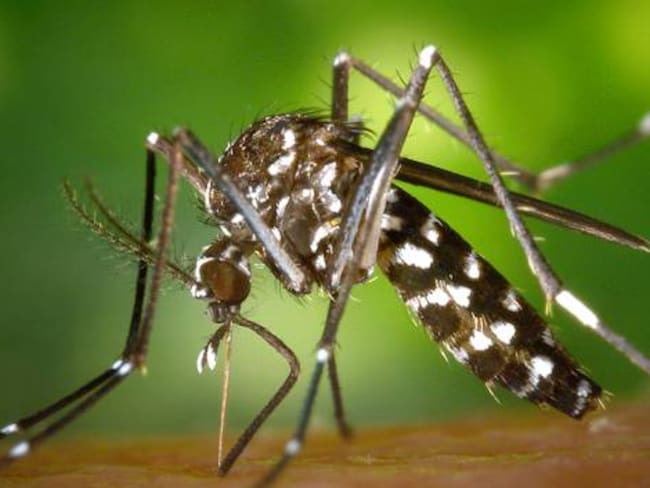 Anuncian la llegada al Valle de dos nuevos virus asociados al Zika