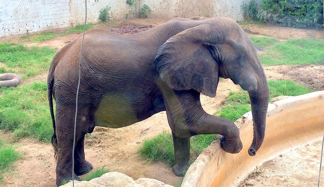 Elefante "Tantor" en el zoológico de Barranquilla