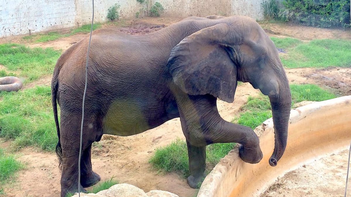 Con acción legal piden saber el estado del elefante del zoo de Barranquilla