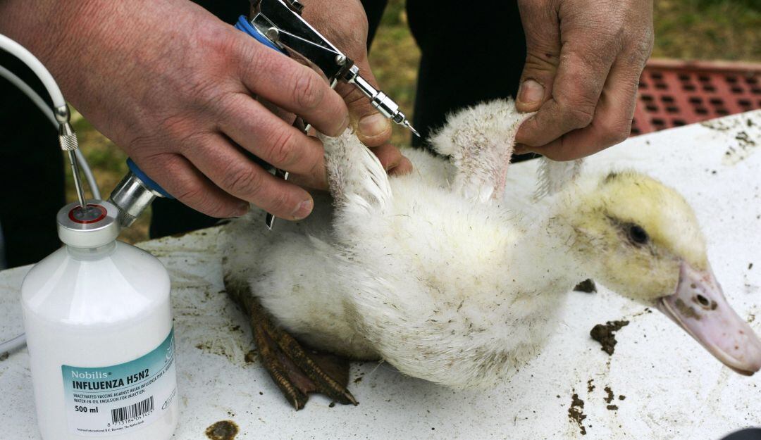 Atención gripe aviar en Europa