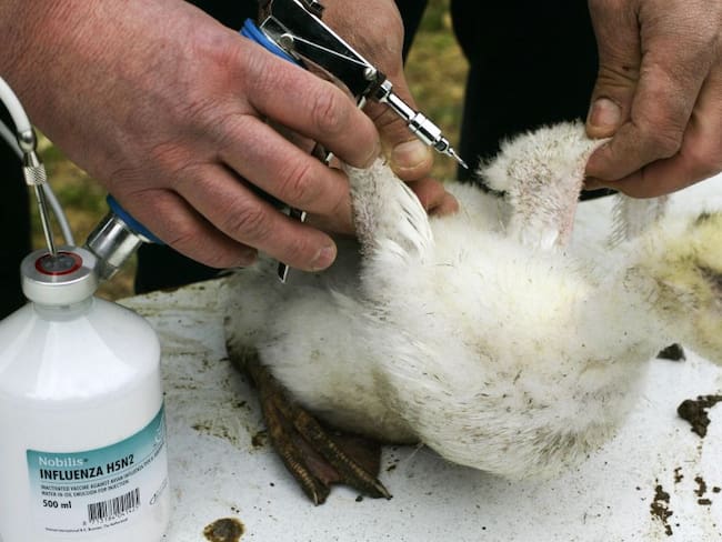 Atención gripe aviar en Europa