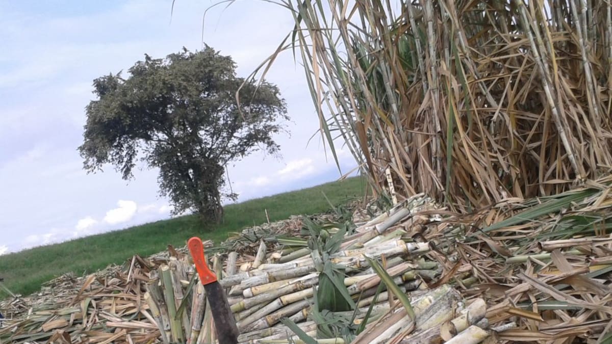 Cierre del Ingenio María Luisa deja cerca de 700 empleos perdidos en el Valle