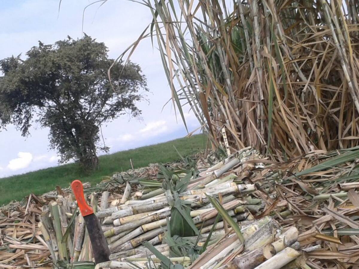 La caña de azúcar colombiana tiene la productividad más alta del mundo