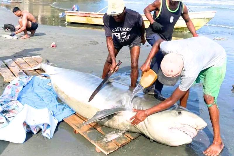Tiburón hallado en las playas de Broqueles, en Moñitos, Córdoba.