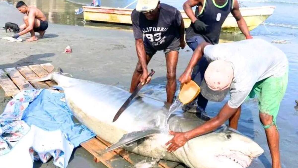 Tiburón muerto aparece en playas de Moñitos, Córdoba: biólogos investigan las causas