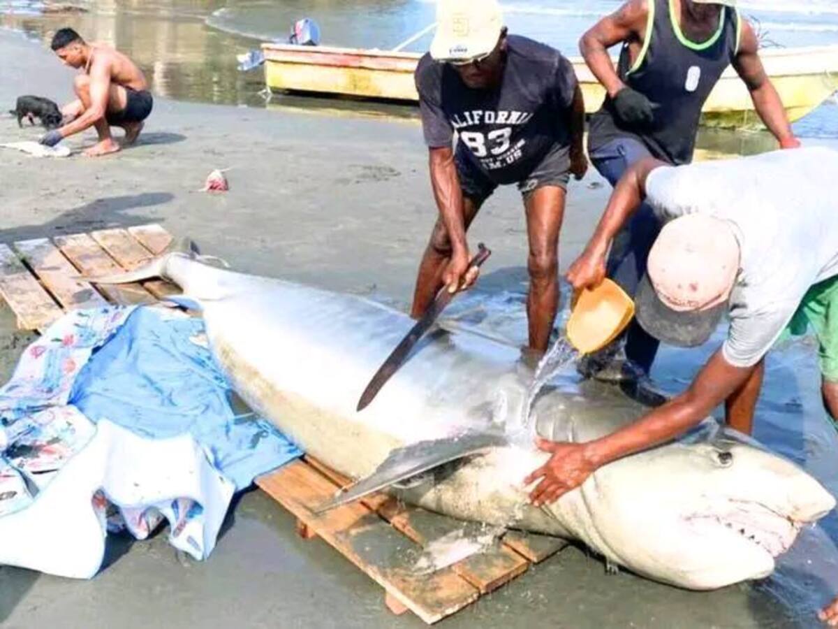 Tiburón muerto aparece en playas de Moñitos, Córdoba: biólogos investigan las causas