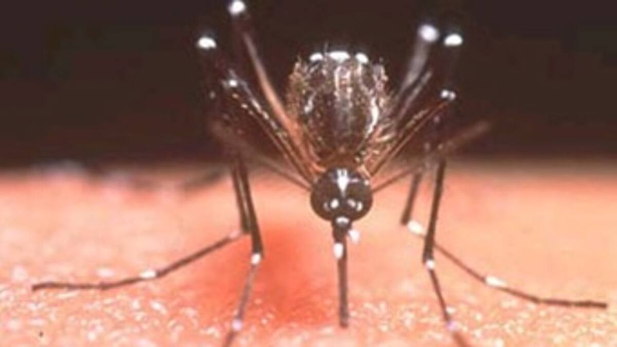 California: hallan por primera vez a mosquitos transmisores del dengue