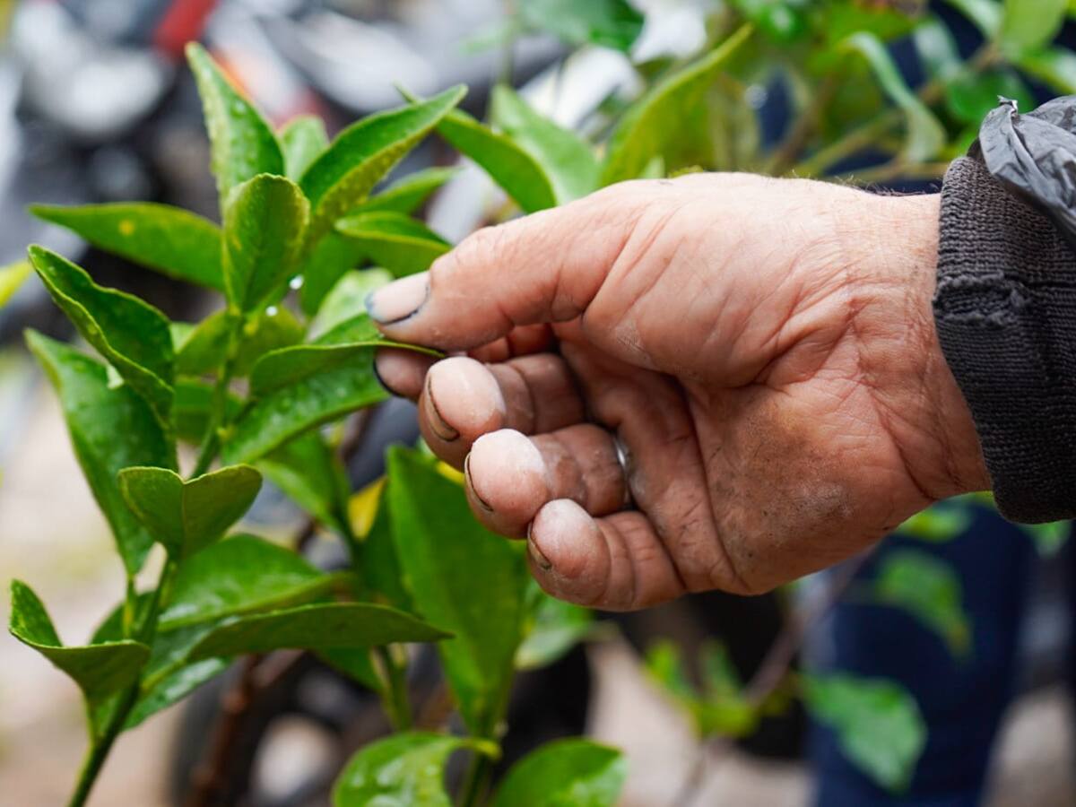Masbosques protege 107.240 hectáreas de bosque en Antioquia y beneficia a más de 5.800 familias
