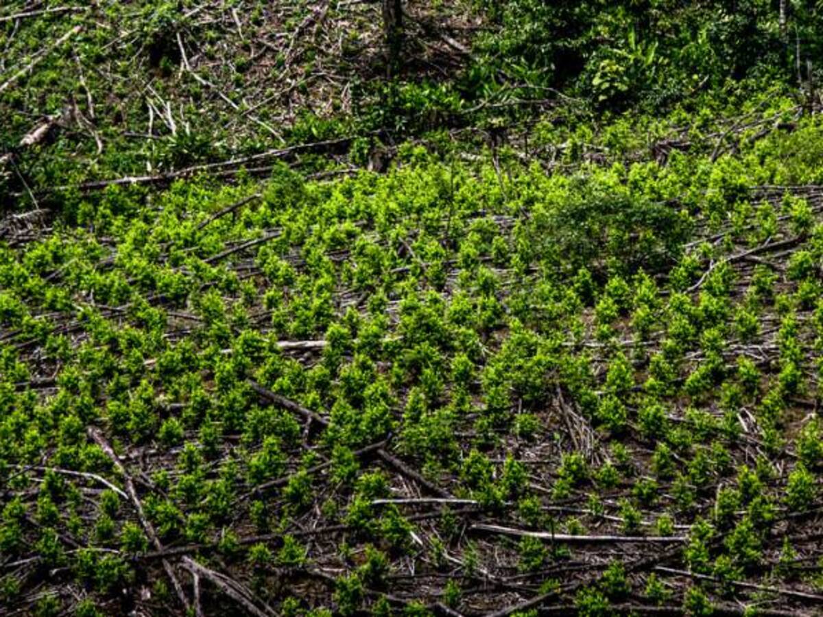 Farc culpan al Gobierno de fracaso en erradicación de cultivos de coca
