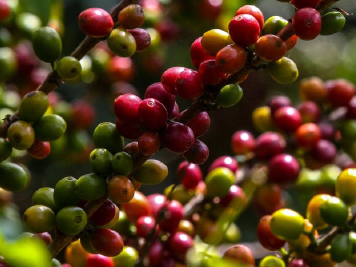 Cafeteros de la Sierra Nevada, en aprietos por falta de vías