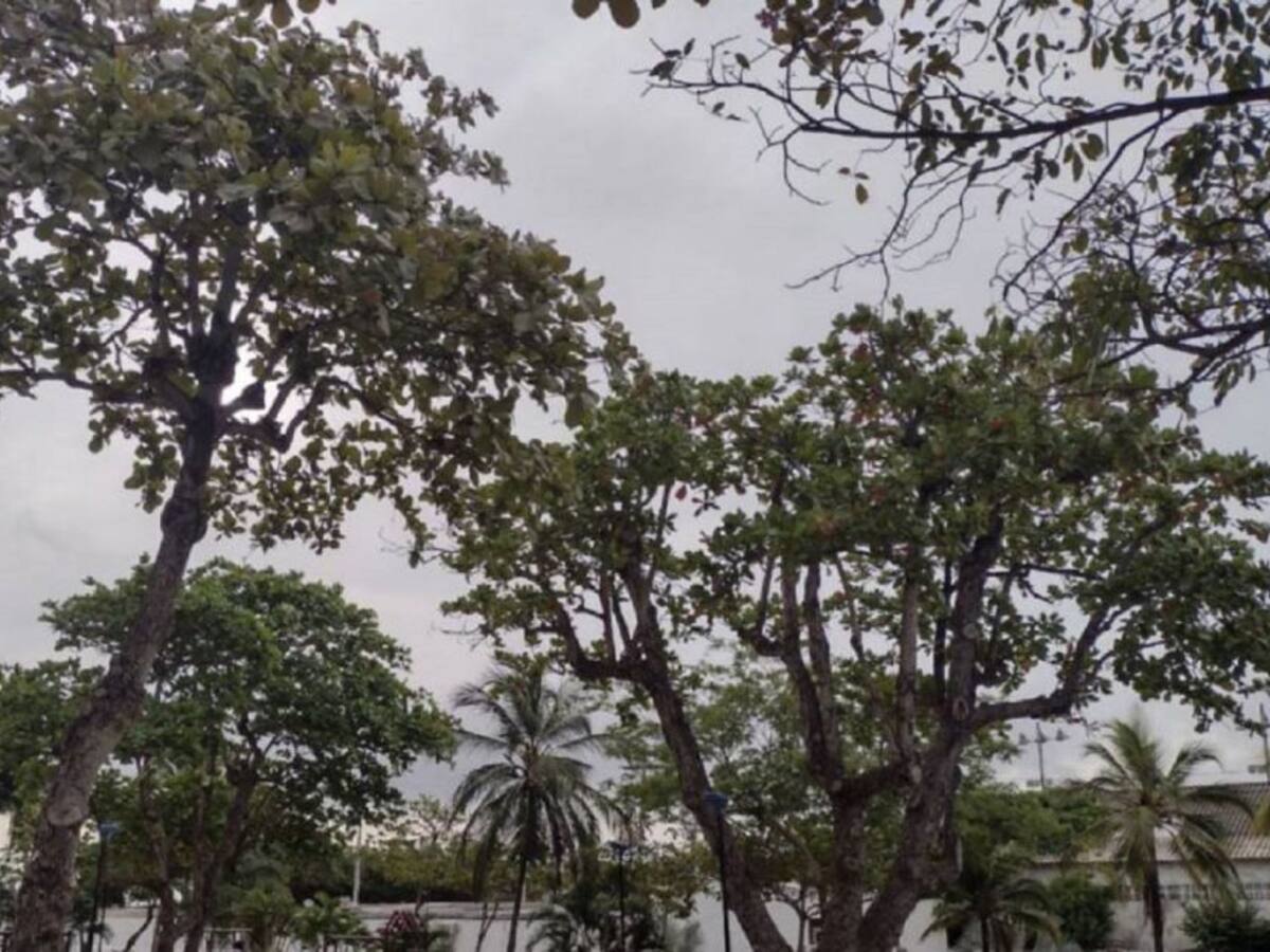 Gestión de Riesgo y Espacio Público atenderán casos de tala de árboles