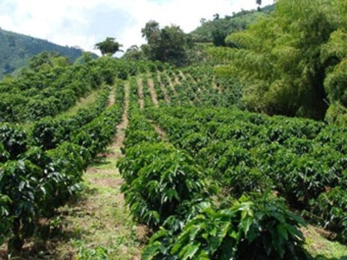 La cosecha de café en Colombia es afectada por el cambio climático