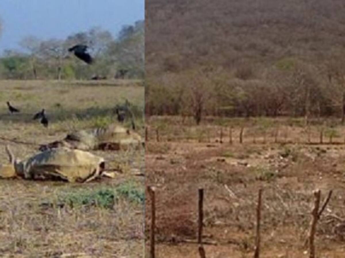 Por fuerte sequía costeños consumen queso de los Llanos