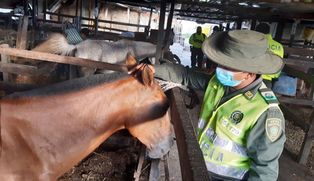 En el operativo el propietario de la pesebrera fue detenido por tener en malas condiciones a los semovientes