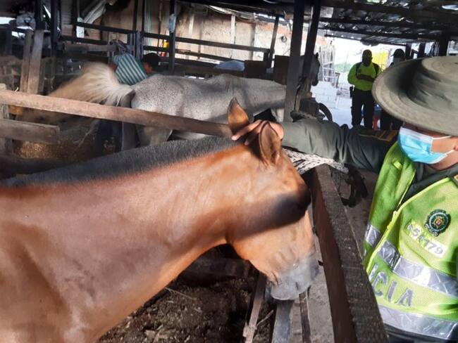 En el operativo el propietario de la pesebrera fue detenido por tener en malas condiciones a los semovientes