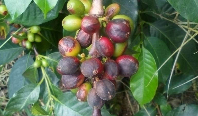 Líderes cafeteros enviaron cartas a los ministros de hacienda y agricultura ante la situación de la caficultura.
