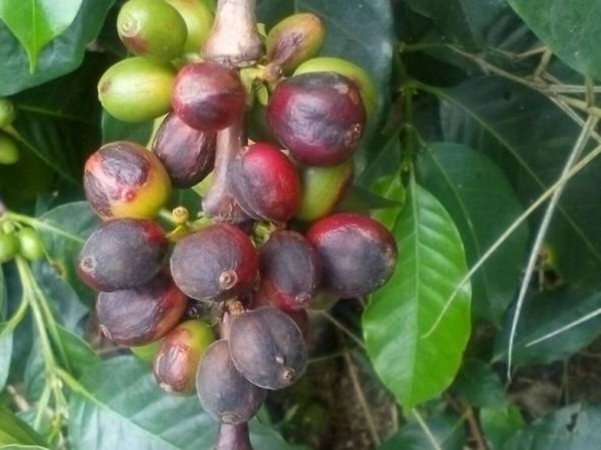 Cafeteros piden declarar la emergencia fitosanitaria debido a las afectaciones por fenómeno del niño