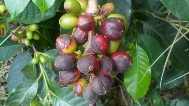 Líderes cafeteros enviaron cartas a los ministros de hacienda y agricultura ante la situación de la caficultura.