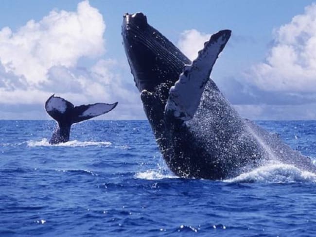 Las Ballenas Jorobadas, el encanto de la naturaleza en el Pacifico.