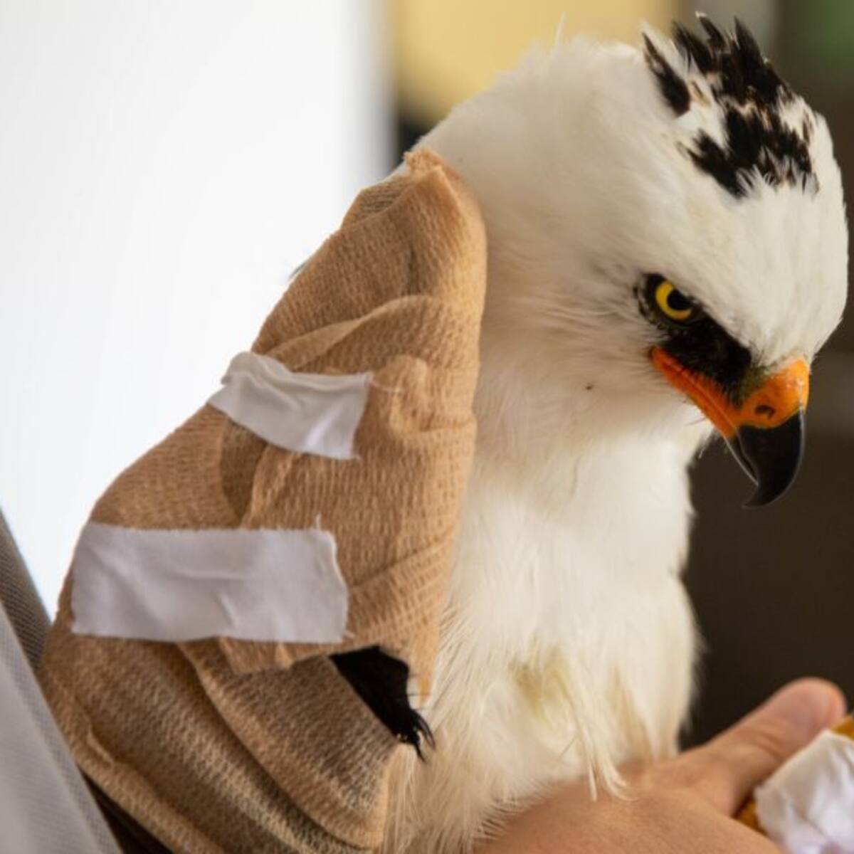 Águila recibió un disparo que fracturó su ala y fue operada en Pereira