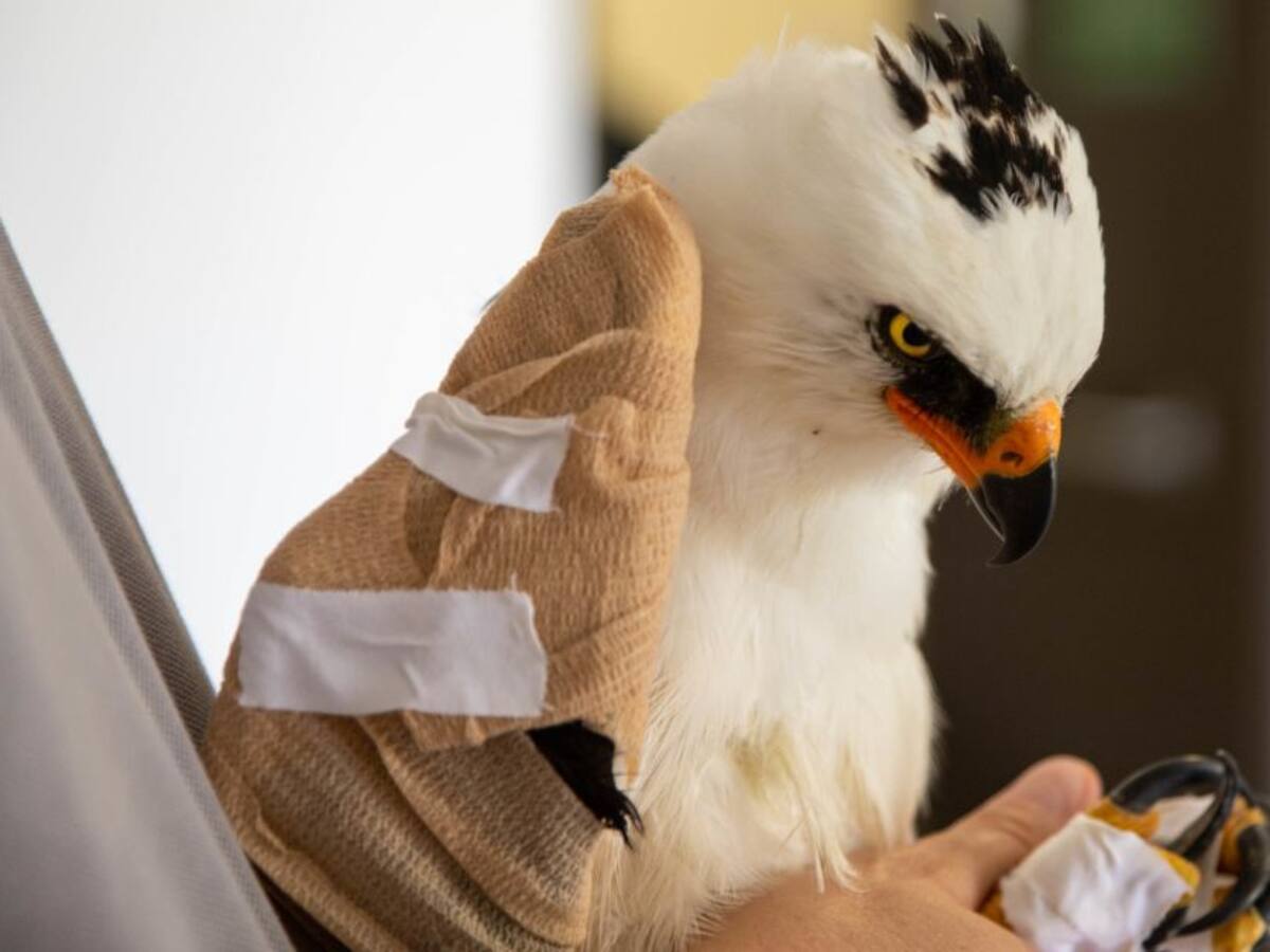 Águila recibió un disparo que fracturó su ala y fue operada en Pereira