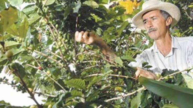 Minagro insiste en que no se deben aumentar cultivos de café