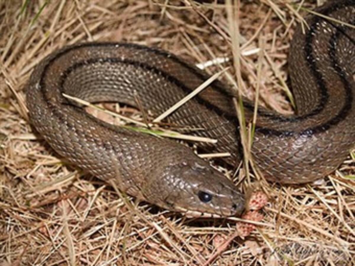 Serpiente gigante atemoriza campesinos en Córdoba