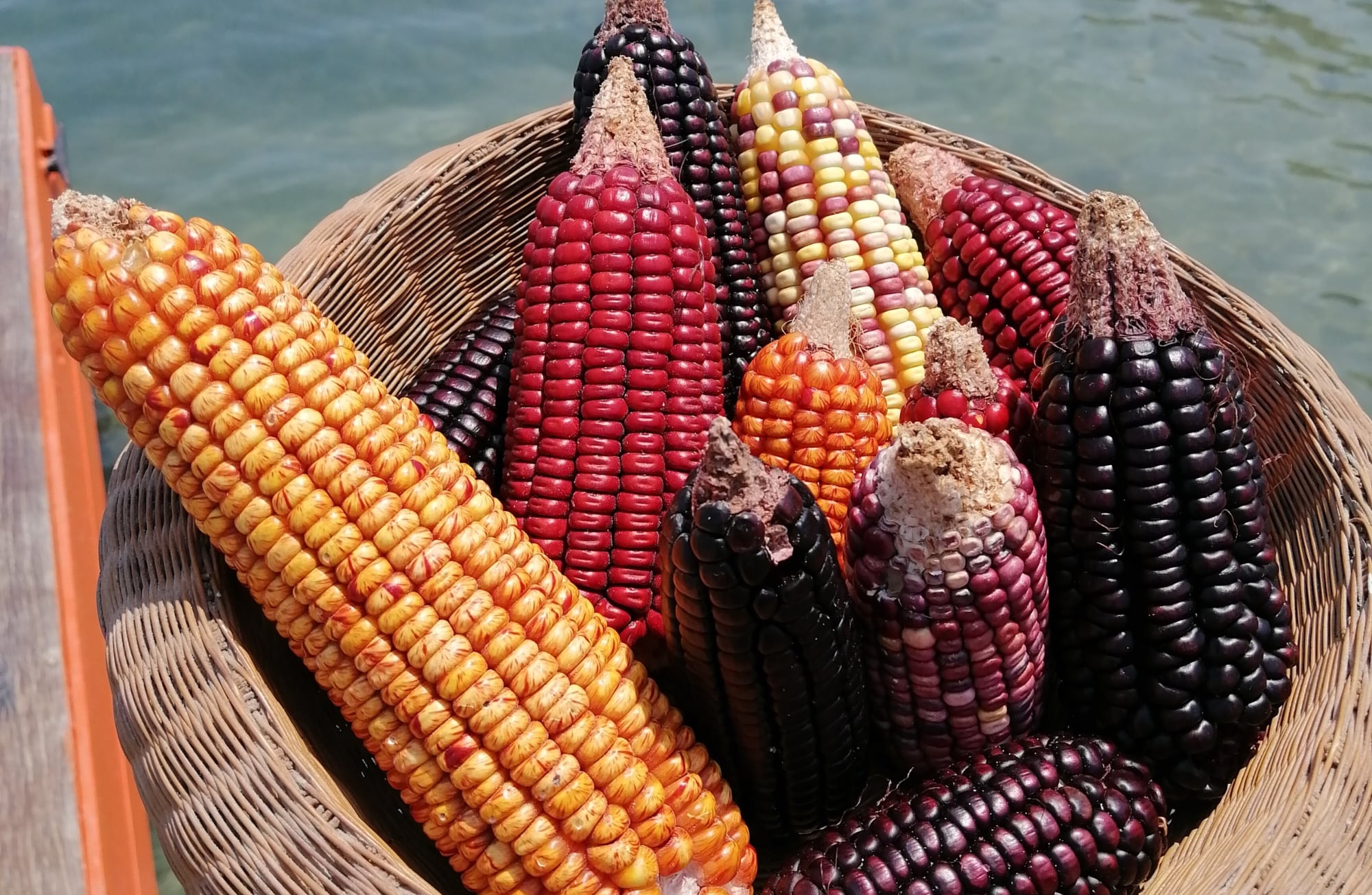 Diversidad de maíces criollos | Foto: Cortesía CARIACO.
