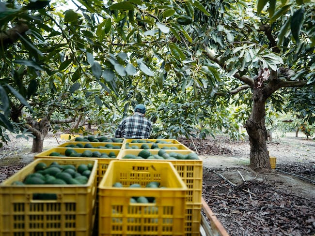 Imagen de referencia a arbol de aguacate/ Getty Images