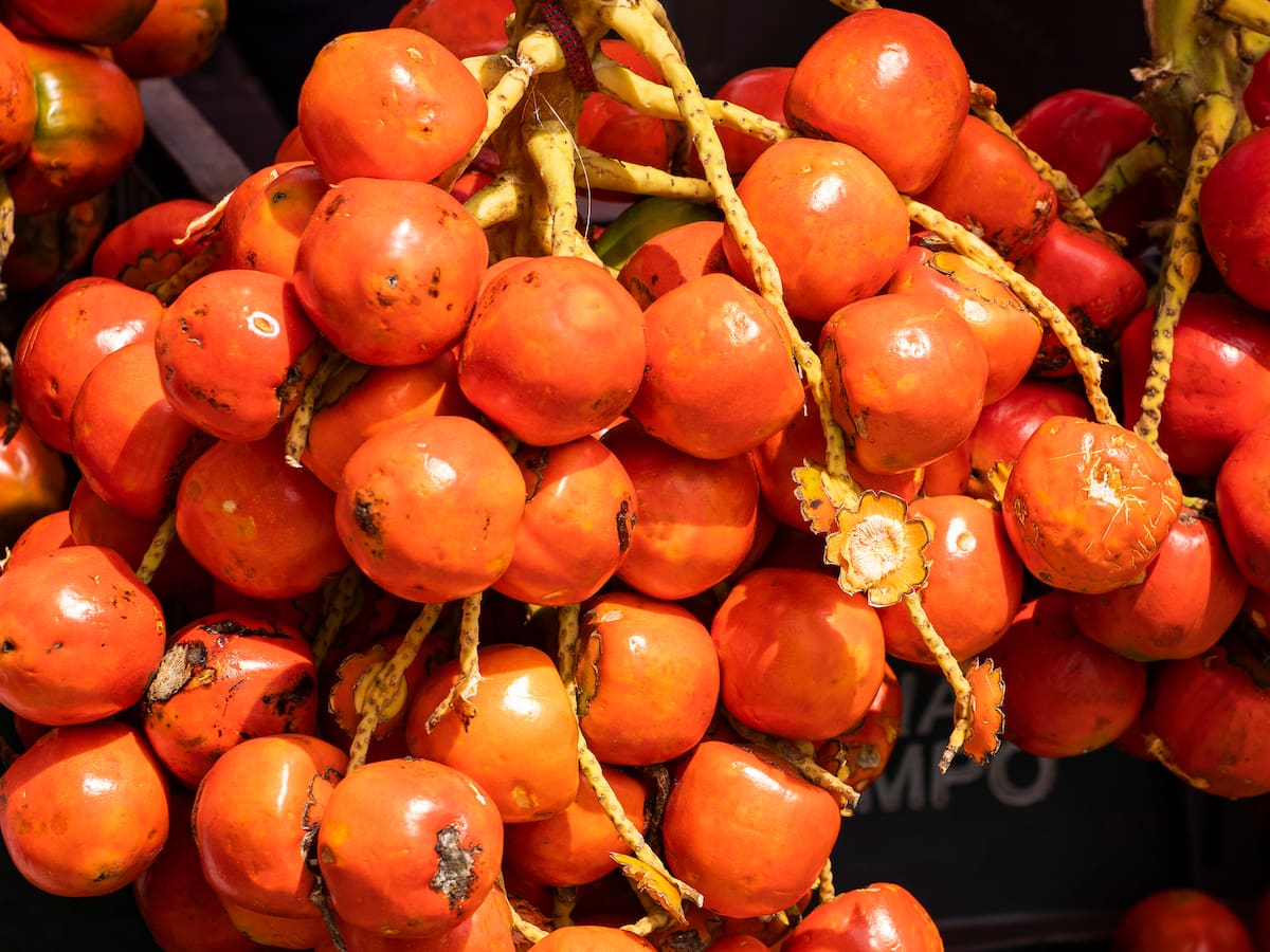 Estos son los 4 beneficios del chontaduro: es clave para mejorar la visión