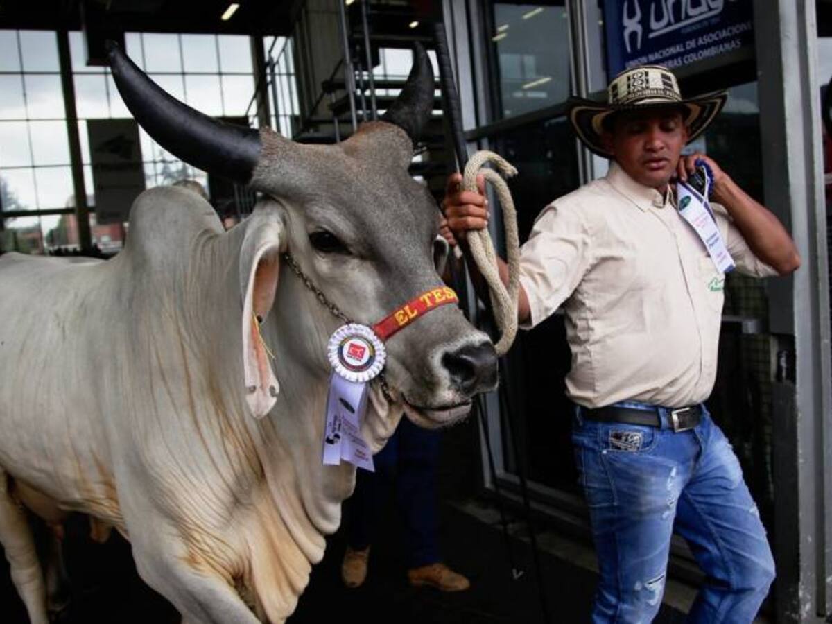 El ICA realiza inspección y control sanitario a ganado en Mompox, Bolívar