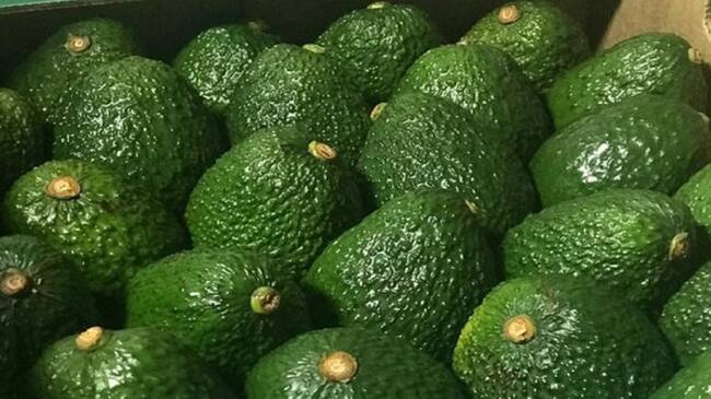 Aguacate Hass