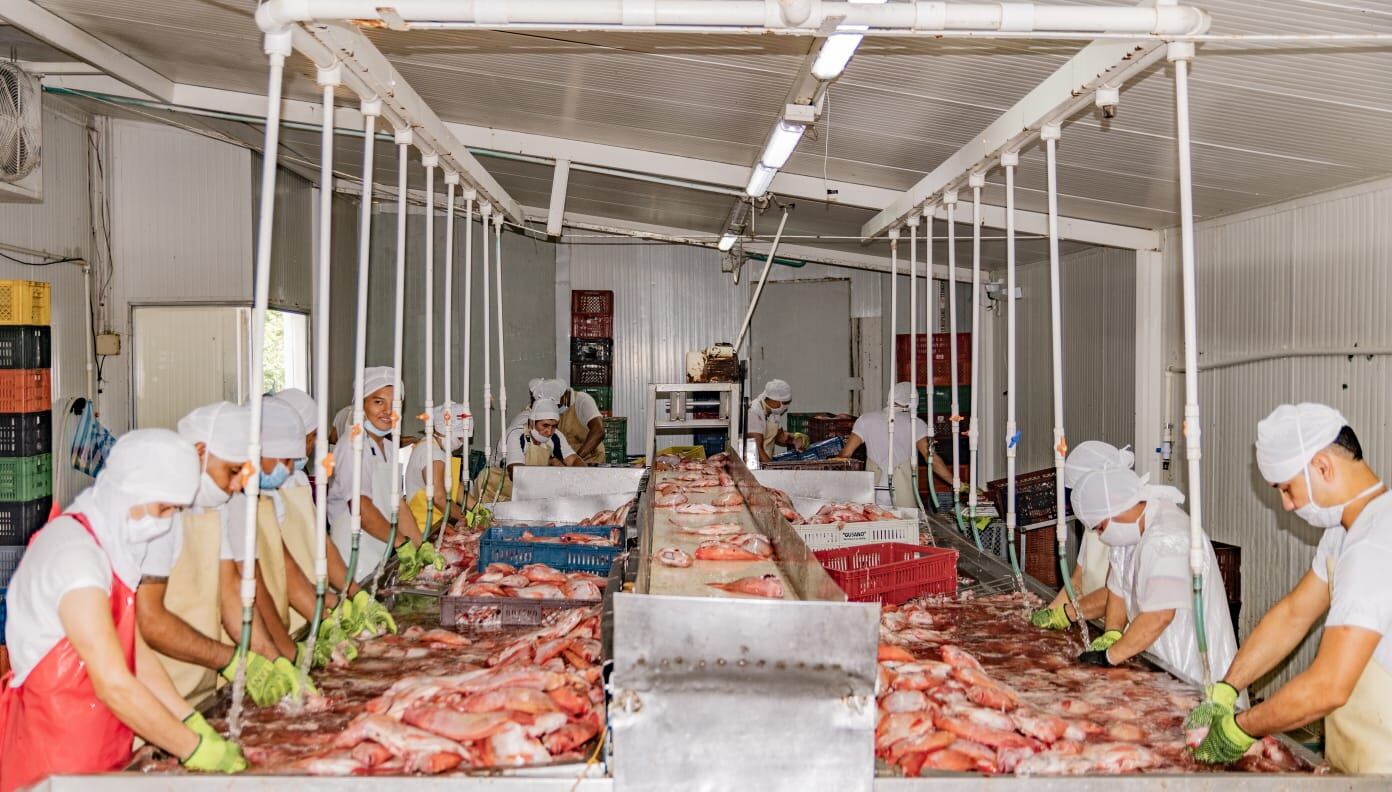 Alcanzó una producción de 79.876 toneladas. Foto Gobernación del Huila