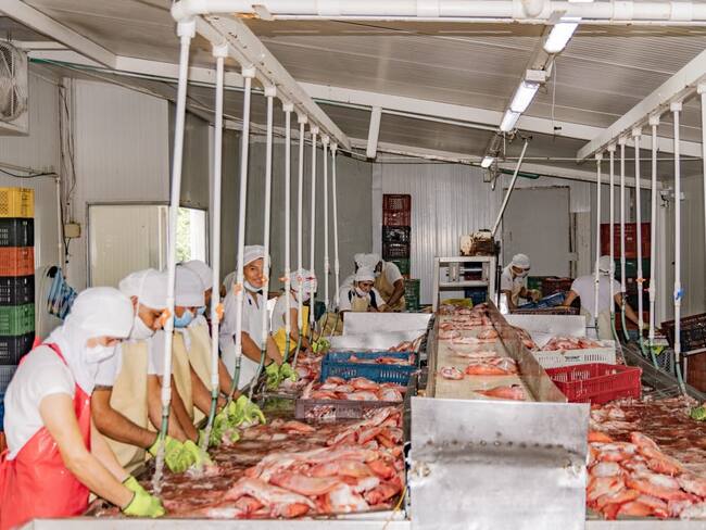 Alcanzó una producción de 79.876 toneladas. Foto Gobernación del Huila