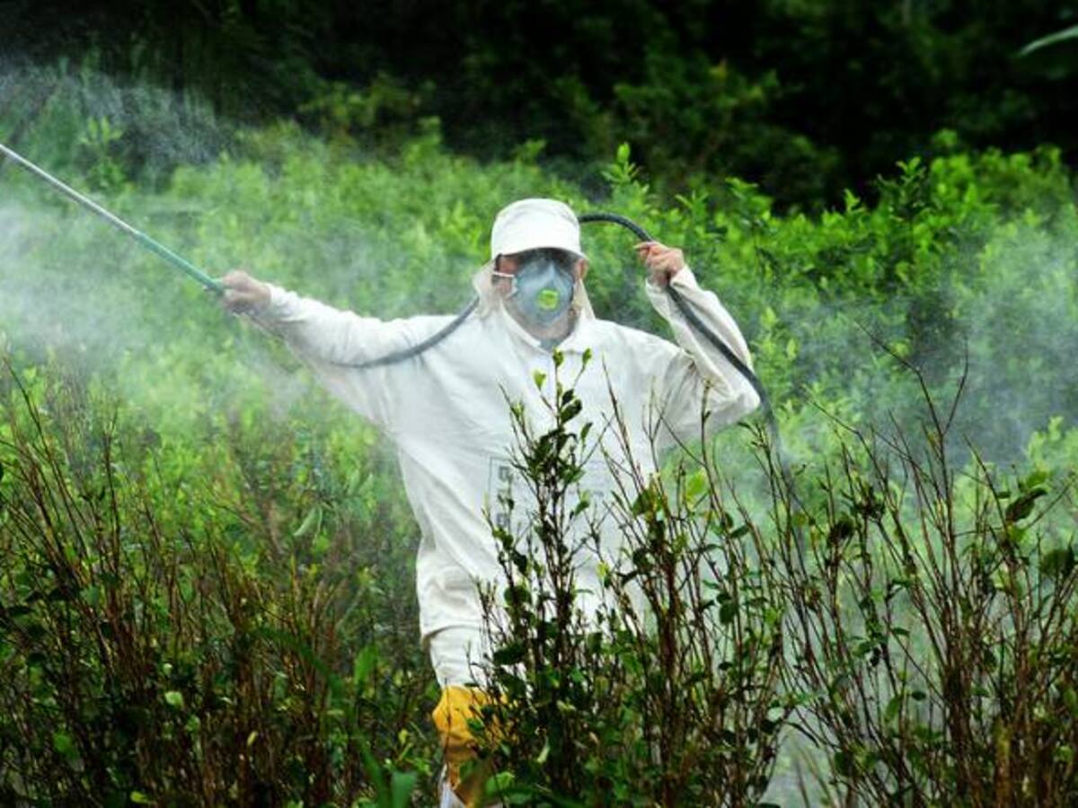 536 hectáreas de coca fumigadas con glifosato