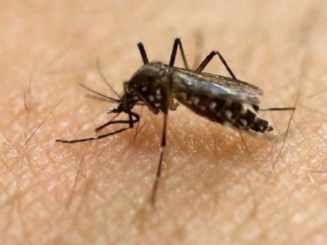 El virus del zika es transmitido por un mosquito, pero hasta ahora no había indicios de que estuviera presente en EE.UU.