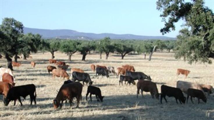 En riesgo producción de leche por heladas y fuerte ola de calor
